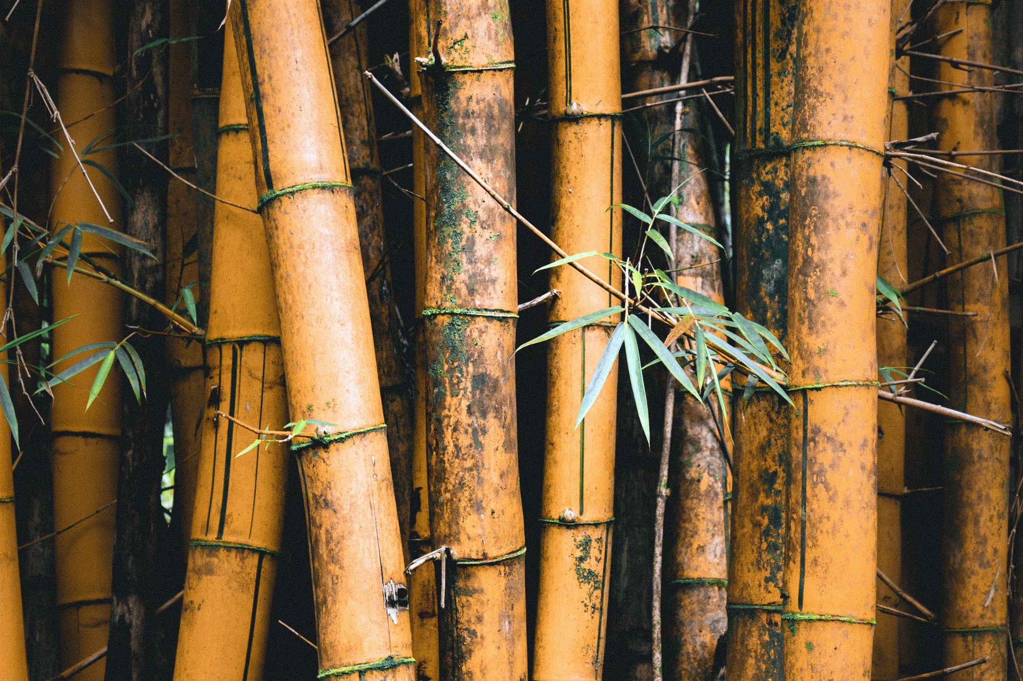 Bamboo grove on bamboo farm