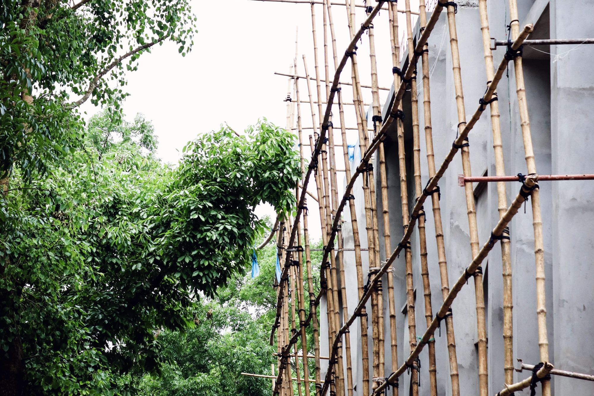 Bamboo poles being used as a building structure support