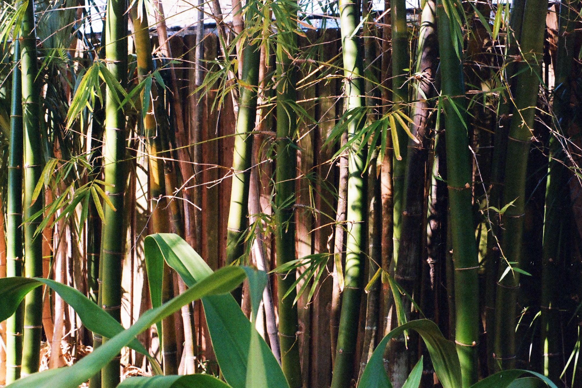 Bamboo privacy wall in garden; bamboo planter boxes