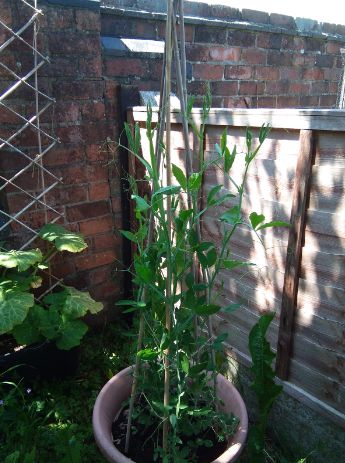 Bamboo Garden Heavy Duty Canes Thick Quality Plant Veg Support