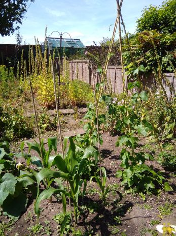 Bamboo stakes supporting plants in home garden