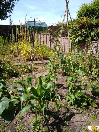 Bamboo Landscape Stakes at