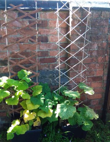 Bamboo trellis made of bamboo stakes in home garden